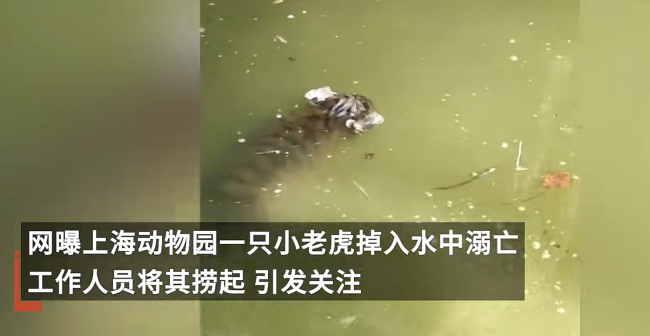 上海动物园回应小老虎溺亡   网友：虎年刚过就没了个小老虎