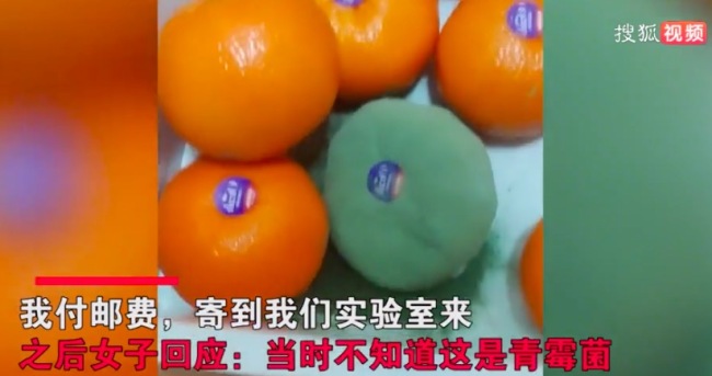 女子扔掉发霉的沃柑，网友却花100元抢着要：实验室难养的青霉菌