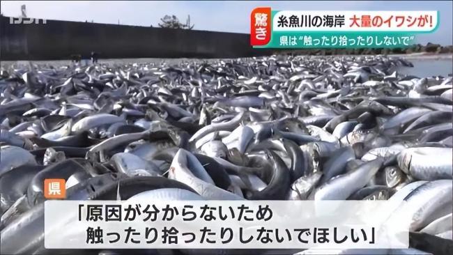 日本富山县海湾突现大量沙丁鱼：臭气熏天，居民称70年罕见