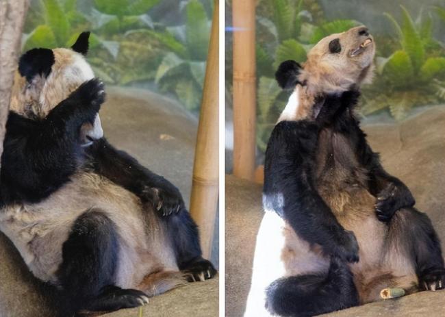 网友呼吁接回大熊猫丫丫  瘦的让人心疼  专家已前往办理相关手续