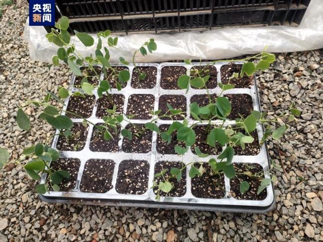 “太空洋紫荆种子”在广西柳州顺利出苗移植