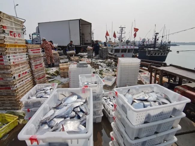 山东青岛:沙子口万斤鲳鱼上岸 “抢鲜”占据餐桌C位