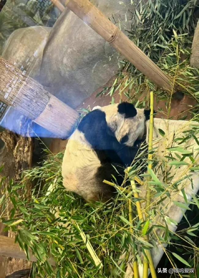 黄晓明期盼丫丫早日回家 网友：不愧是全球大熊猫保护大使