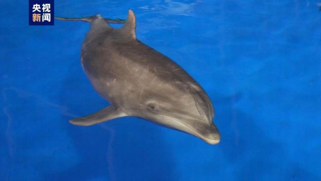 海南首个成功救治的搁浅海豚顺利放归大海