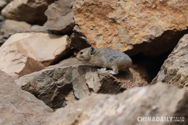 宁夏再次发现中国特有世界极危物种贺兰山鼠兔