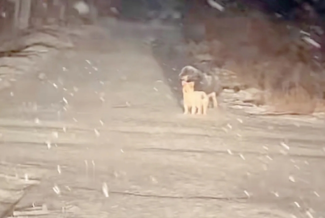 狗狗冒大雪等待主人回家
