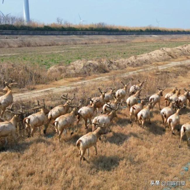 南通现大规模野生麋鹿群 盐城:这不是我的吗，怎么跑出来了