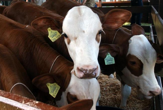   多国暂停进口巴西牛肉
