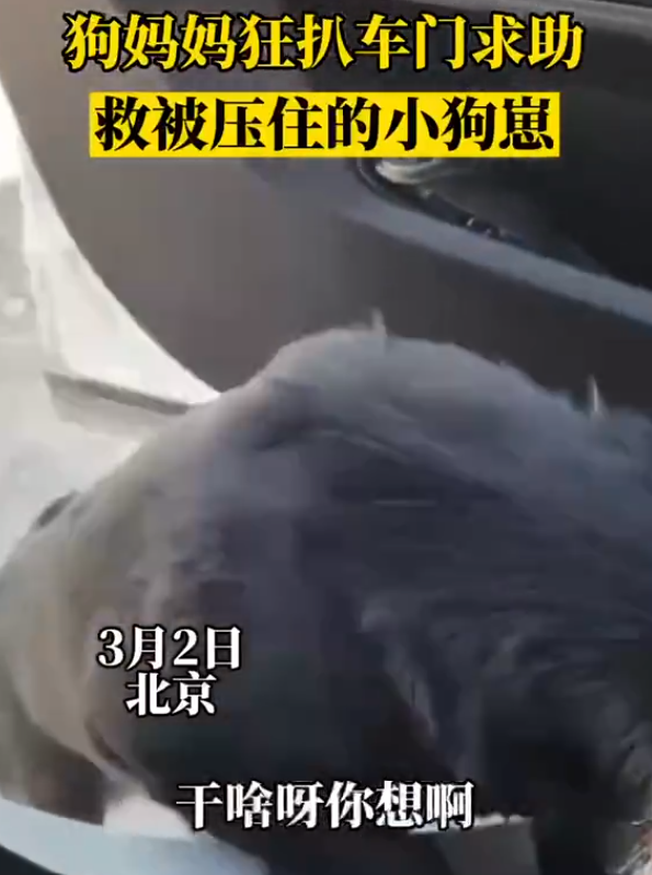 小狗被板子压住，大狗趴在车门上找路人求助