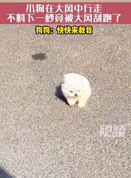 原来狗狗真的能被风吹跑