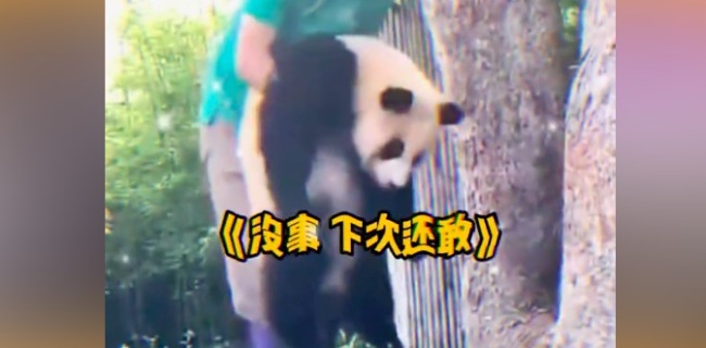 福宝被树卡脑袋吓出狗叫