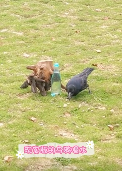 游客拍下现实版乌鸦喝水