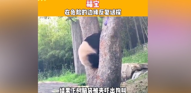 福宝被树卡脑袋吓出狗叫