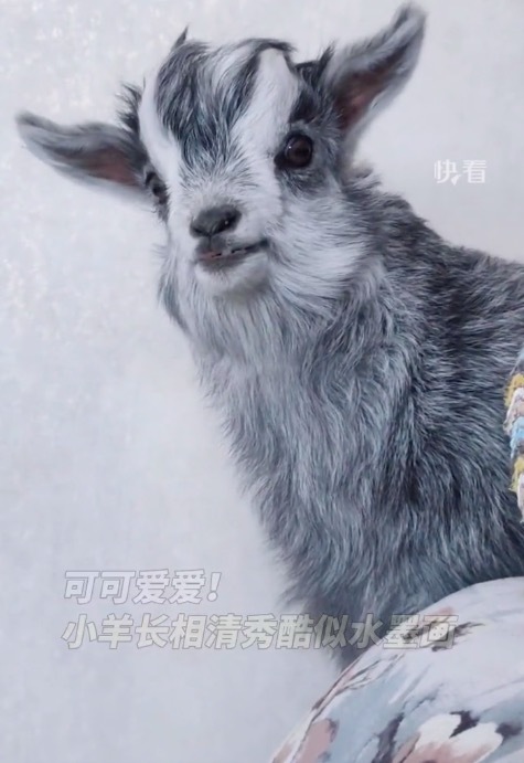 小羊长相清秀酷似水墨画