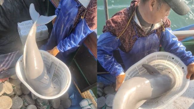 浙江渔民误捕白海豚后放生，渔民：这是“海猪”