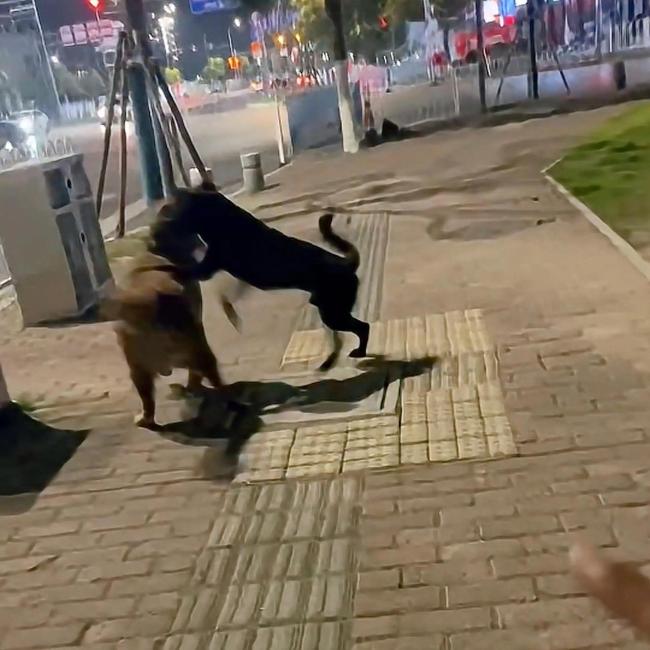女子遛狗捡到消防犬 它们名字叫黑豆