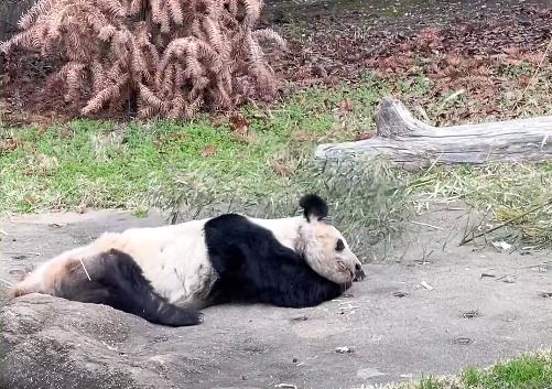 在美华人谈熊猫丫丫状况