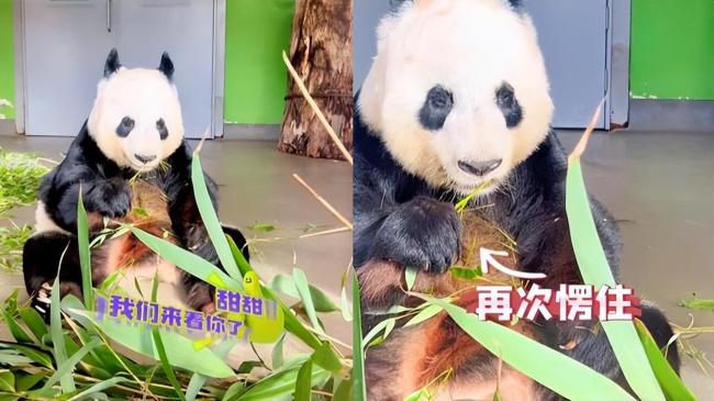 旅英熊猫听见四川话愣住 甜甜：突然就有了一种熟悉的感觉 