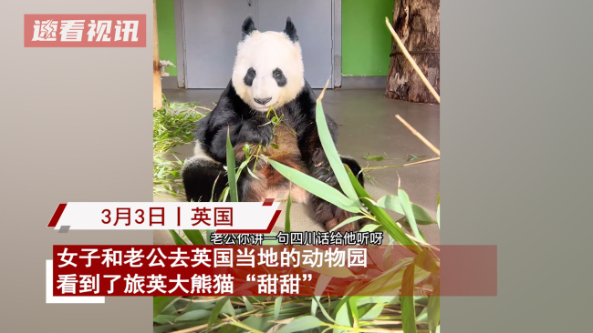 中国夫妻看望旅英熊猫 甜甜：乡音难忘 