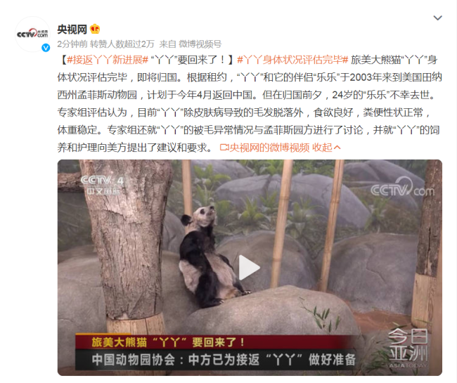 丫丫回国后将和大熊猫萌兰做邻居 网友齐赞：合适