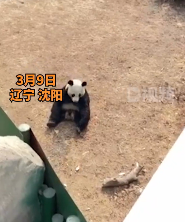 游客疑给大熊猫投喂带皮火腿肠 动物园回应：没吃，及时发现拿出来了