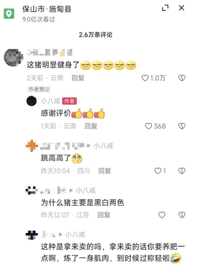 健身猪一头能卖8万元，主要用于配种