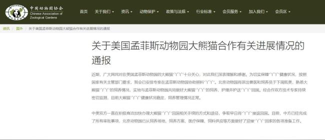 丫丫回国后将和大熊猫萌兰做邻居 网友齐赞：合适