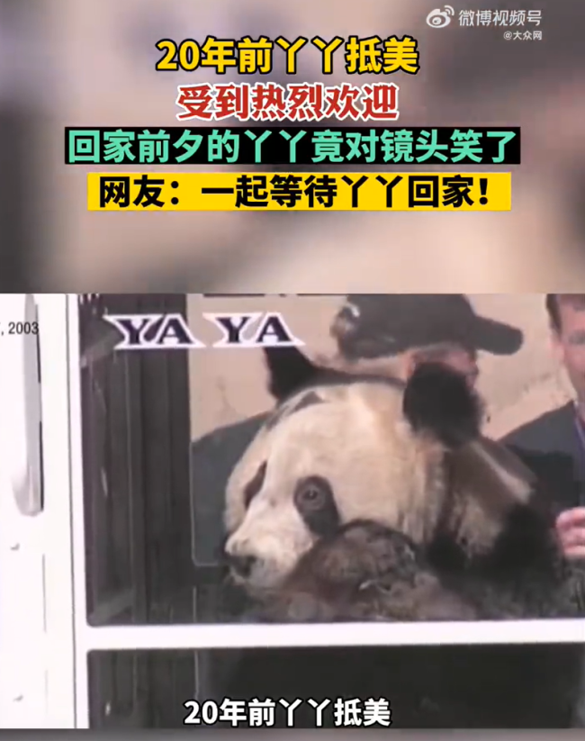 丫丫回国后将和大熊猫萌兰做邻居 网友齐赞：合适