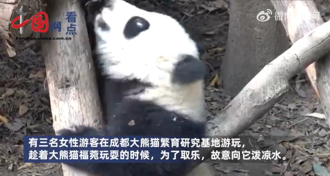 呼吁游客文明观看大熊猫 