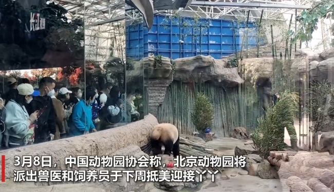 探访北京动物园：丫丫将有玩伴并实现“吃竹自由” 可以堪比自助餐 