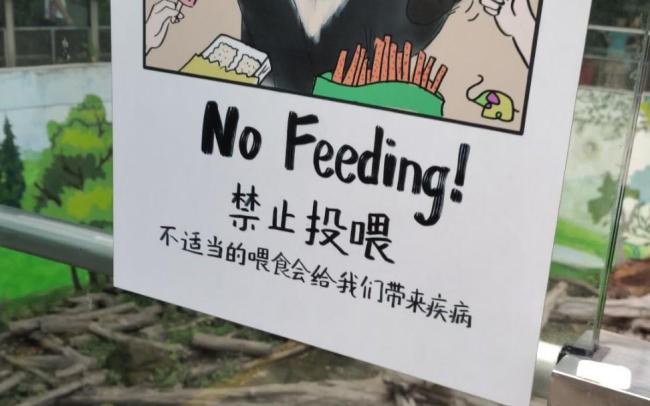 动物园却上演了让人气愤的一幕:游客竟然把带皮的火腿肠投喂给大熊猫!