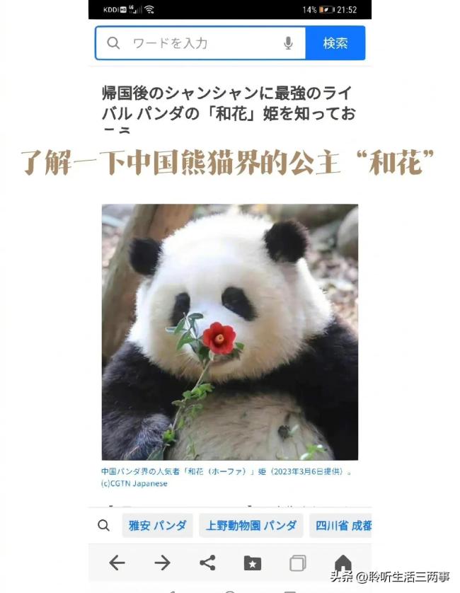 日本网友评价大熊猫花花 香香回国后地位不稳？