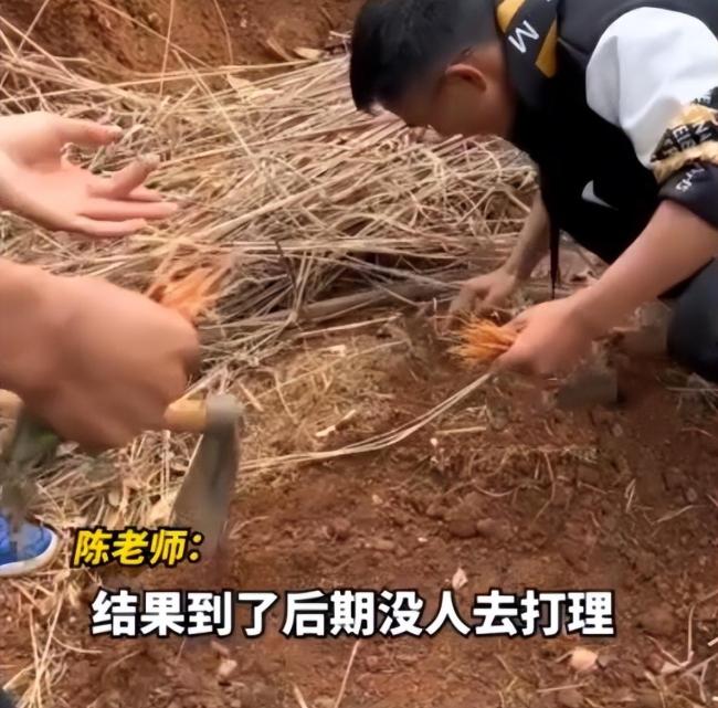 大学生种半年胡萝卜，出土细如虫草，老师：老鼠进去都摇头 网友们看完后说，直接炒胡萝卜丝