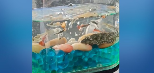 大叔出租车内放鱼缸养鱼