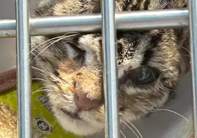 豹猫疑遭小孩殴打重伤 重庆动物园：尚未度过危险期