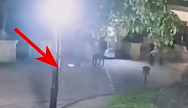 豹猫疑遭小孩殴打重伤 重庆动物园：尚未度过危险期