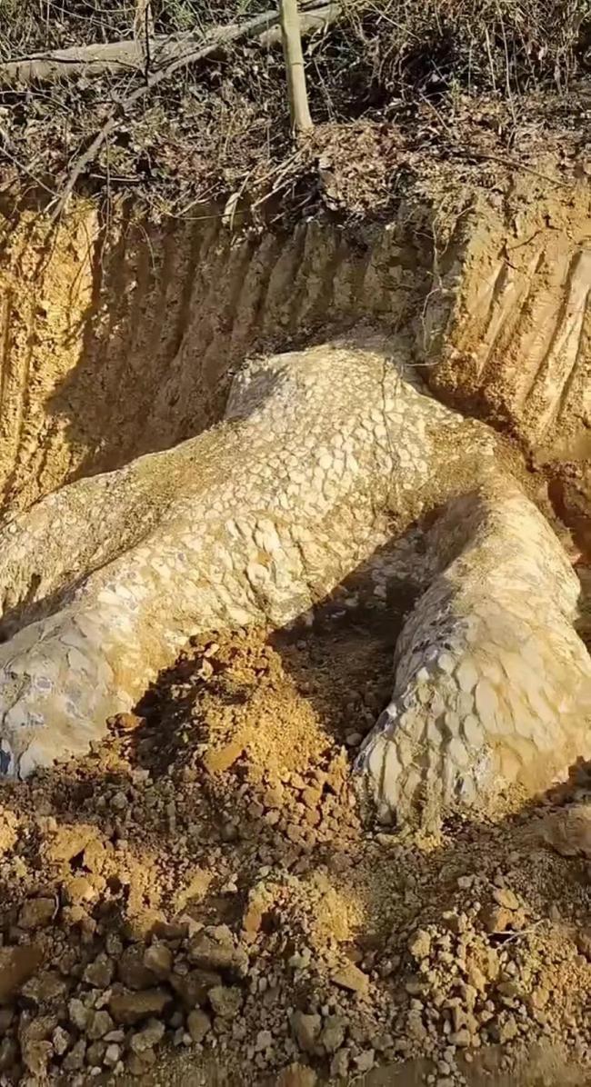 湖南邵阳疑似挖出龙化石?当地回应_奇象网
