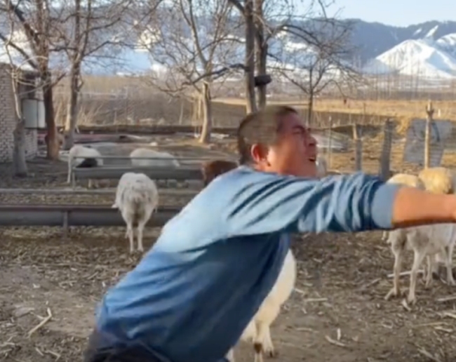 男子镜头前嗨舞被羊顶翻，羊：我忍你很久了