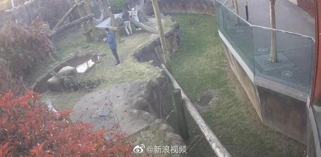 熊猫丫丫归国日期仍未定！中国专家给“丫丫”带去新鲜竹子