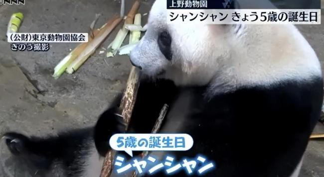 熊猫香香隔离检疫期结束：现在还有些怕见不熟悉的人