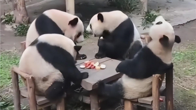  想和大熊猫做同事有点难  