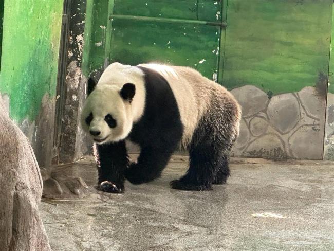 园方回应大熊猫银柯现状  会实时监督喂食状况