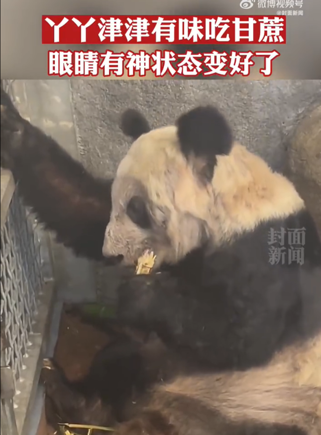 北京动物园已正式收到通知 将参与丫丫回国护送工作