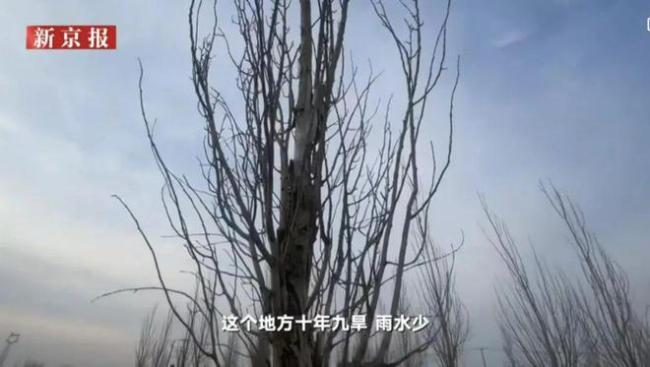 “跪地求水”事件争议 村民：治沙造林是好事 但“希望他别闹”