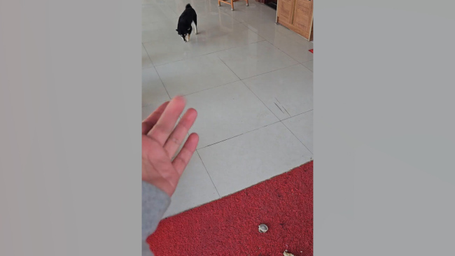 女子吃螺蛳粉把狗狗熏吐 爸爸警告：自己和狗在家时不能吃