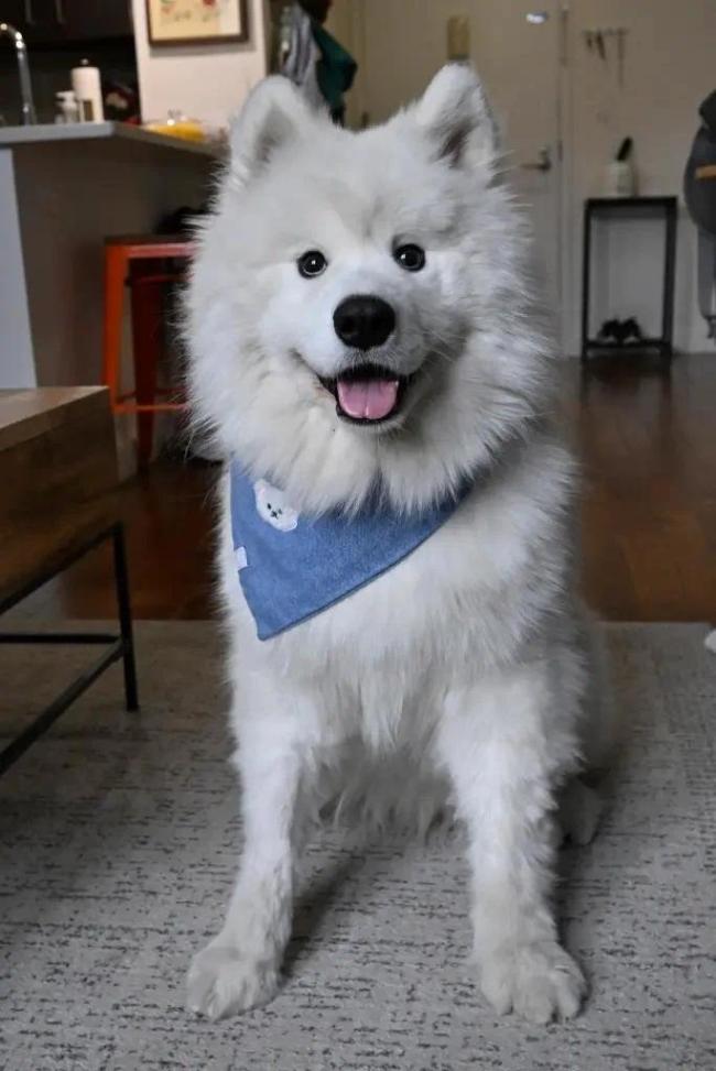 纽约女子背着近50斤萨摩耶乘地铁 走红网络 网友：萌翻啦