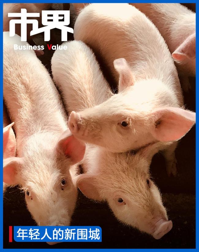 95后养猪两年半存款20万，刚到岗时累瘦10斤，很多时候两三个月无休