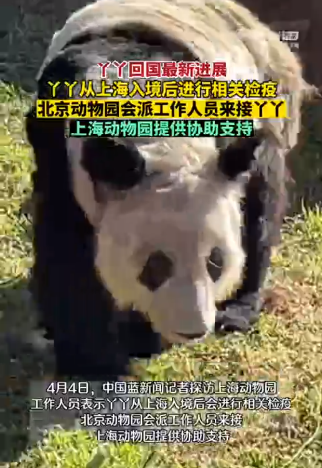 “乐乐”遗体将移交到上海 与大熊猫“丫丫”一起回国