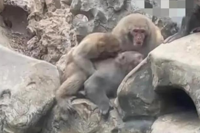 南京网红猴在动物园被打