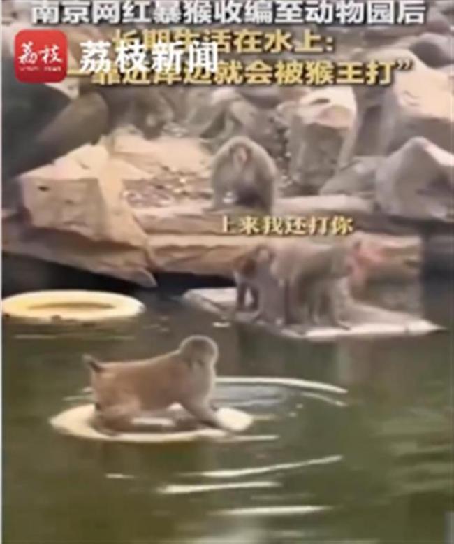 南京“网红暴猴”不肯向猴王低头 动物园遭长期霸凌：学会水上漂！网友：恶有恶报！